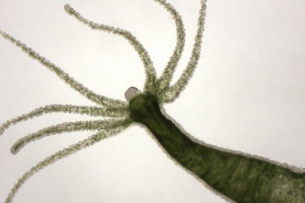 Kraken рабочее зеркало