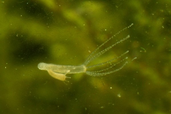 Craken14 at
