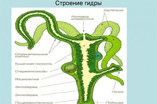 Hydra kraken
